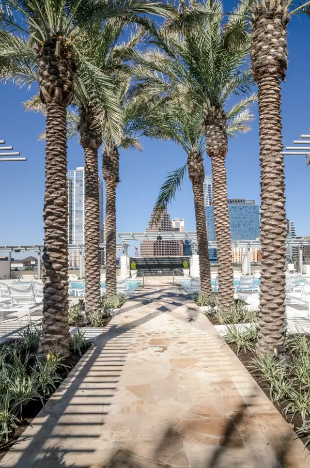Row of palms over a flagstone path with the downtown Austin skyline behind a hotel pool